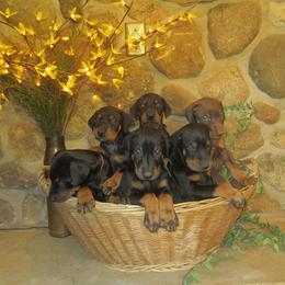 Doberman Pinscher Puppies from Laurel Vail