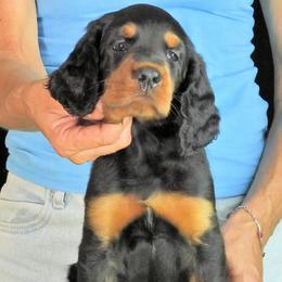 Girl 4 - female Gordon Setter puppy in Huntingtown, Maryland from Laurel Hill