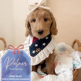 Palmer - Apricot female Goldendoodle puppy in California City, California from Summer Sun Doodles