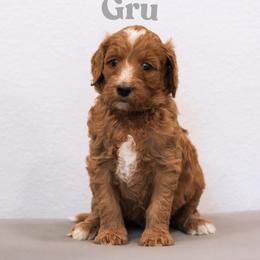 Gru - Red  male Goldendoodle puppy in College Station, Texas from Em & El Doodles