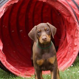 Doberman Pinscher Puppies from Laurel Vail