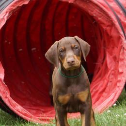 Doberman Pinscher Puppies from Laurel Vail