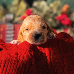 Goldie - Cream female Cockapoo puppy in Midwest City, Oklahoma from Strawberry Hill Puppy Patch