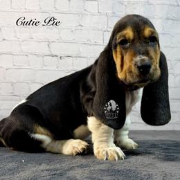 Cutie Pie - Black white and brown female Basset Hound puppy in Dingess, West Virginia from Tuckers' Howling Hounds