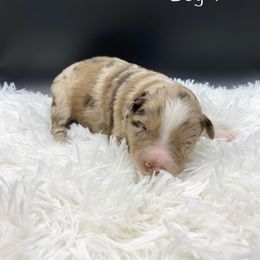 Miniature Australian Shepherd Puppies from Hilltop Aussies