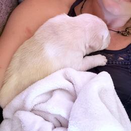 Labrador Retriever Puppies from Knotty Creek Labradors