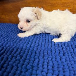 Mercedes - Parti female Maltipoo puppy in Lawrenceburg, Tennessee from LUV Poodles and Maltipoos