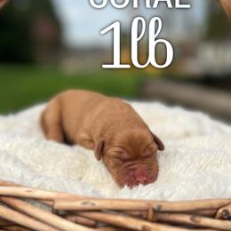 Coral - Yellow female Labrador Retriever puppy in Puyallup, Washington from 12 Door Farm Labradors