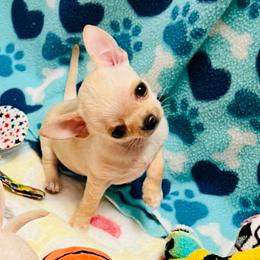 Glock - Cream and white male Chihuahua puppy in Buffalo Grove, Illinois from Piccoli Amici Chihuahuas