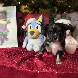 Deandra - Black tri female Toy Australian Shepherd puppy in Medina, Tennessee from Fly Farms