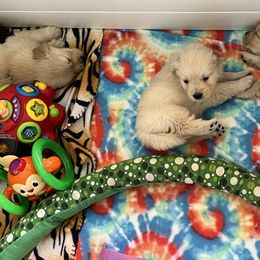 Golden Retriever Puppies from Evergrace Goldens