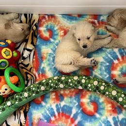 Golden Retriever Puppies from Evergrace Goldens