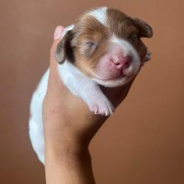 Mary Jane - Piebald female Dachshund puppy in Forest Hill, Texas from Ruff n’ Tumble