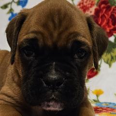 Boy 1 - Boxer puppy in Rocky Comfort, Missouri from Meredith's Boxer Puppies
