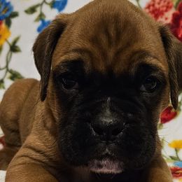Boy 1 - Boxer puppy in Rocky Comfort, Missouri from Meredith's Boxer Puppies