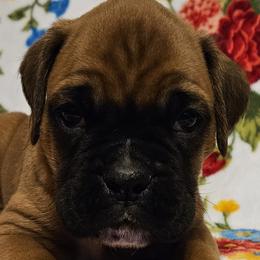 Boy 1 - Boxer puppy in Rocky Comfort, Missouri from Meredith's Boxer Puppies