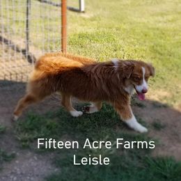 Leisle - Australian Shepherd