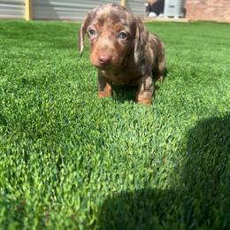 Dapple male - Dapple male Dachshund puppy in Woodward, Oklahoma from Wiener Dreams Dachshunds