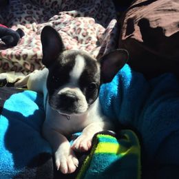 French Bulldogs from Pardon My Frenchie