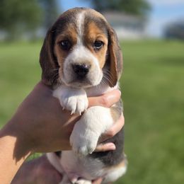 Myles - Black red and white male Beagle puppy in Bethany, Missouri from Fox Creek Beagles