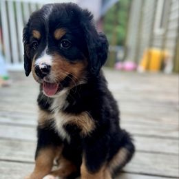 Theo - Tri-color male Bernedoodle puppy in Malvern, Arkansas from Cove Creek Companions