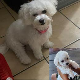 Australian Cattle Dog and Maltipoo Puppies from Cowgirl's Legacy