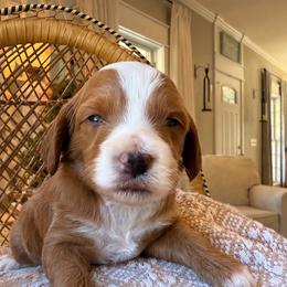 Patch - Red  male Goldendoodle puppy in Cannon County, Tennessee from Hilltop Doodles and Poodles