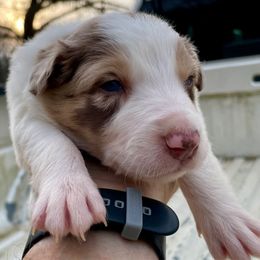 Rocket - White and red merle male Border Collie puppy in Rickman, Tennessee from Roaring River Border Collies