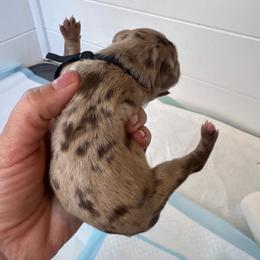Comet - Red merle male Aussiedoodle puppy in Columbia Falls, Montana from Firefly Aussies & Aussiedoodles