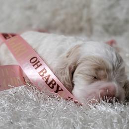Cocker Spaniel Puppies from Chloe's Cocker Spaniels