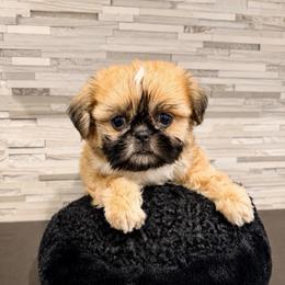 Krypto - Gold and white male Shih Tzu puppy in Orange, California from Shih Tzu Hauz