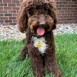 Memphis - Cockapoo