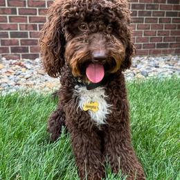 Memphis - Cockapoo