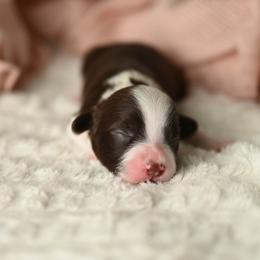 Apple Pie - Brown and white female Aussiedoodle puppy in Lincoln, California from Frenchie LOVE and Doodles
