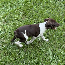 German Shorthaired Pointer Puppies from LeAnne McDaniel