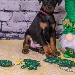 Red boy - Black and rust male Doberman Pinscher puppy in Shelby, North Carolina from IronBee Dobermans