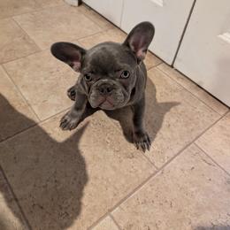 Ace - Blue male French Bulldog puppy in Sonoma, California from Sonoma Fabulous Frenchies
