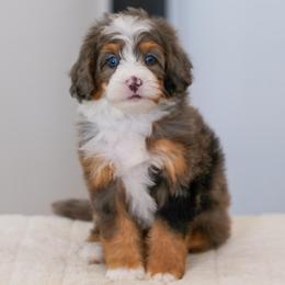 Thumper - Blue merle male Bernedoodle puppy in Dundee, Ohio from Down Home Doodle