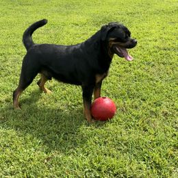Sherakan - Rottweiler