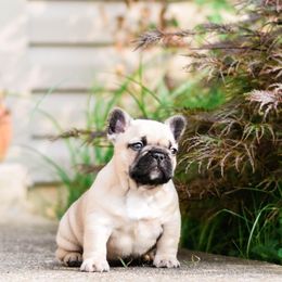 French Bulldog Puppies from Von Bales French Bulldogs