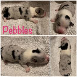 Pebbles - Blue merle and white female Cardigan Welsh Corgi puppy in Box Elder, South Dakota from BELieve Cardigan Welsh Corgis
