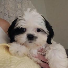 CKC Meadow - Black and white female Shih Tzu puppy in Jacksonville, North Carolina from Charming Southern Shih Tzu
