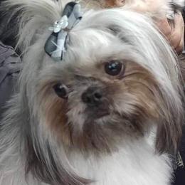 Bella - Shih Tzu