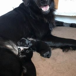 American Hairless Terrier and Flat-Coated Retriever Puppies from Rensai Kennels