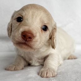Guppy - Red female Dachshund puppy in Winamac, Indiana from WZ Kennels