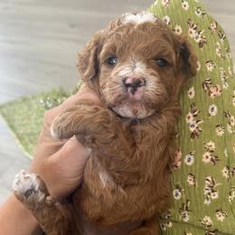 Moana - Red female Cavapoo puppy in Orange, California from SoCal Cavapoos