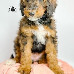 Bernedoodle, Goldendoodle, Golden Retriever, and Poodle Puppies from Camp Doodle Woods