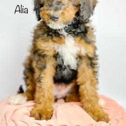 Bernedoodle, Goldendoodle, Golden Retriever, and Poodle Puppies from Camp Doodle Woods