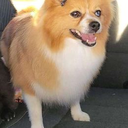 Ember - Pomeranian