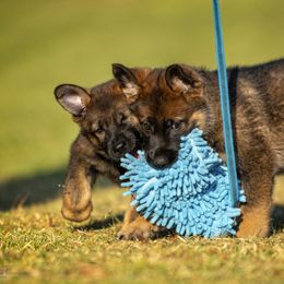 German Shepherd Puppies from Sommerfeld German Shepherds